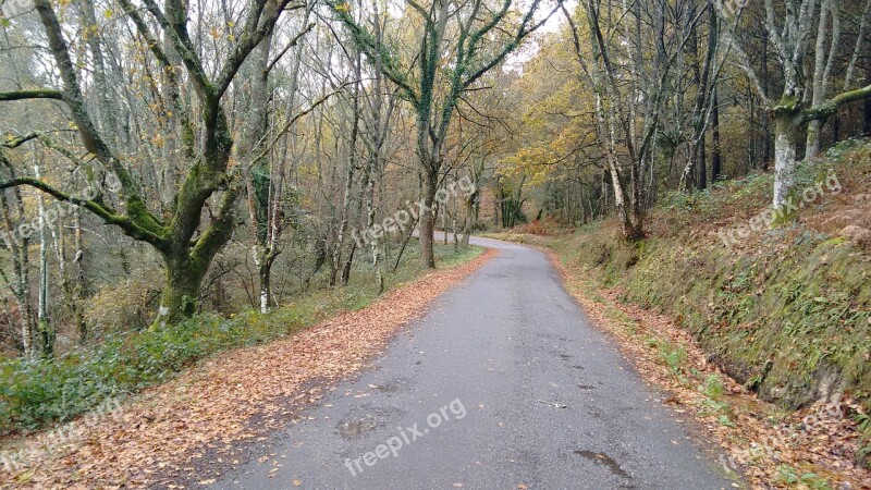 Road Curve Leaves Free Photos