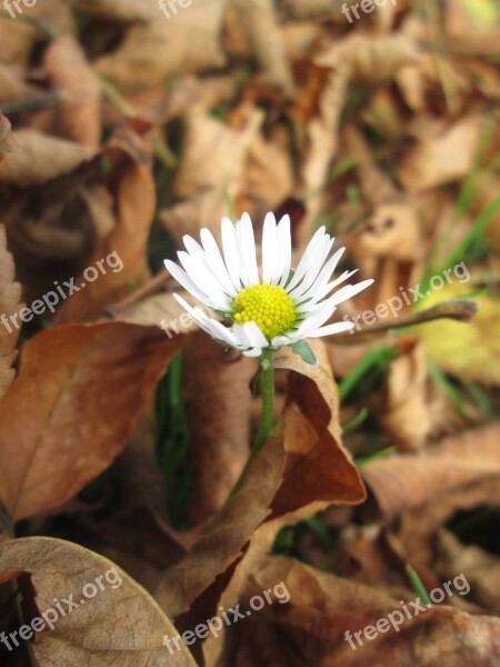 Sheet Daisy Flowers Free Photos