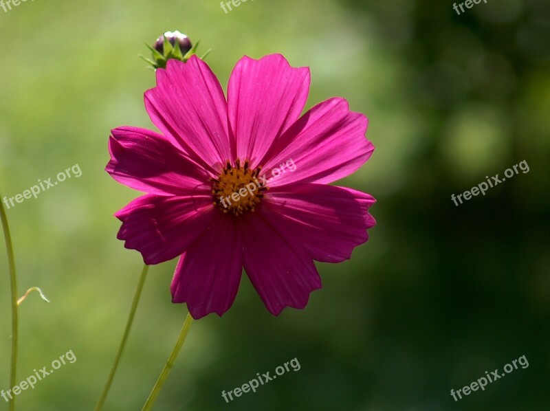 Space Flower Garden Macro A Garden Plant