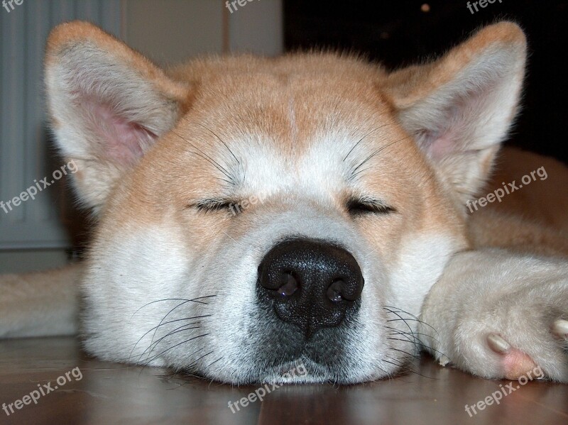 Dog Fur Sleeping Akita Free Photos