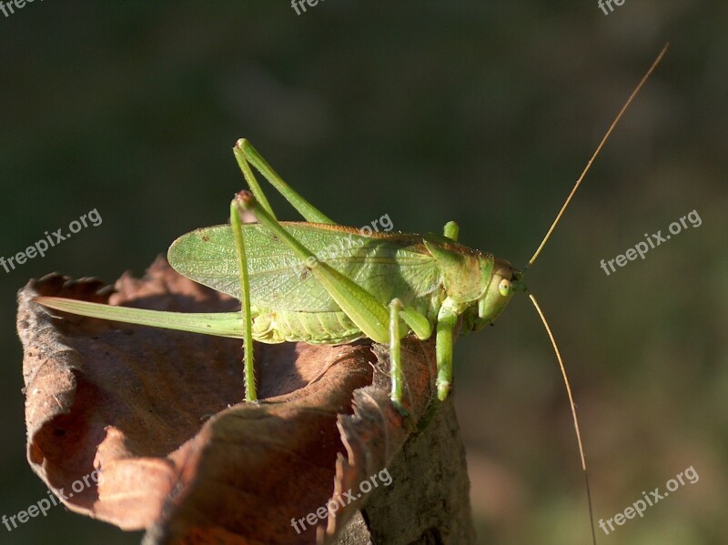 Insect Grasshopper Koník Green Macro