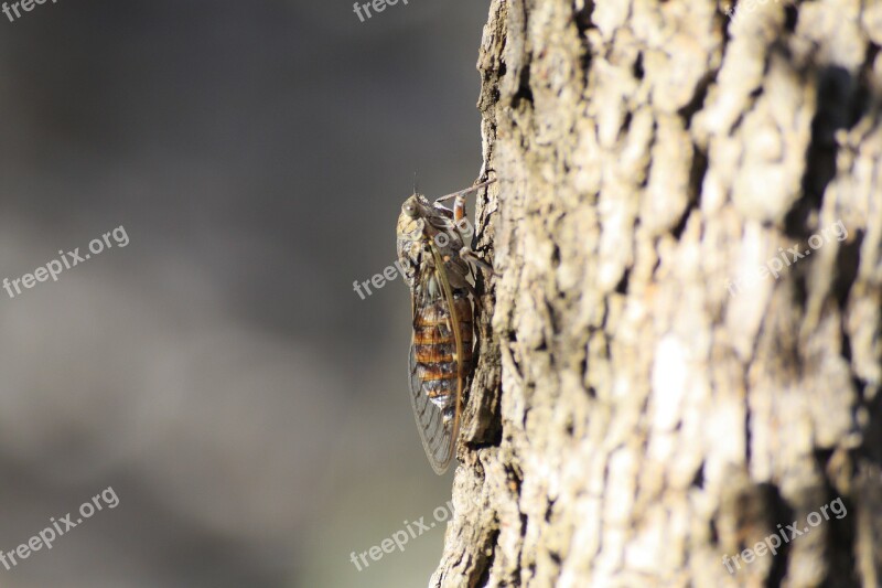 Cicadas Tree Corsican Wild Island