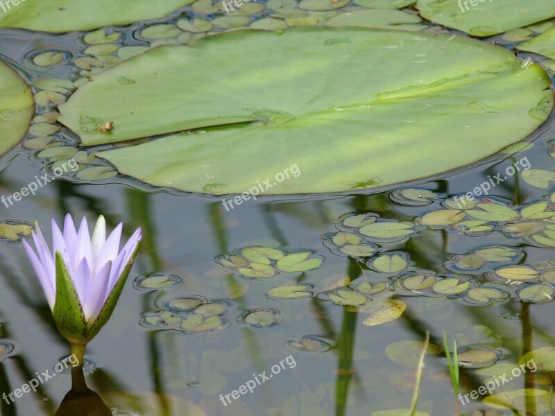 Victoria Regia Plant Vegetation Vitória Régia Aquatic Plant