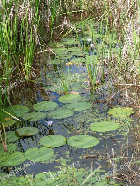 Victoria Regia Plant Vegetation Vitória Régia Aquatic Plant