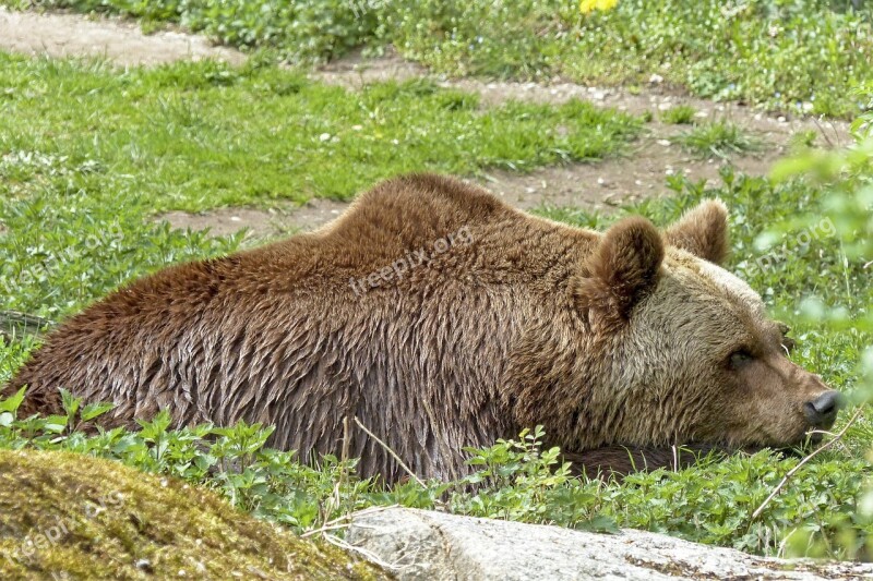 European Brown Bear Mammal Wild