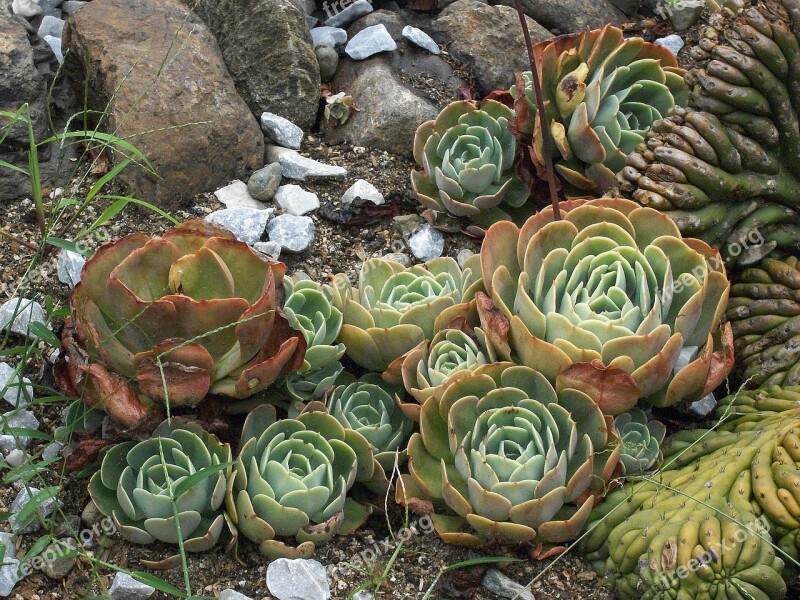 Plant Cactus Desert Nature Flora