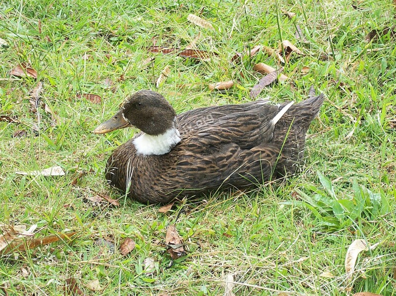 Duck Ave Water Animal Animal Waterfowl