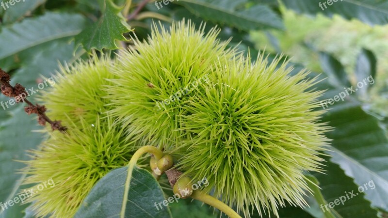 Sweet Chestnuts Chestnuts Tree Plant Food