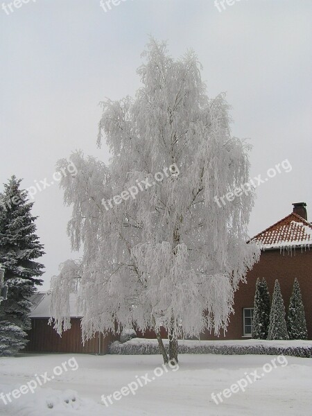 Tree Winter Hoarfrost Cold Free Photos