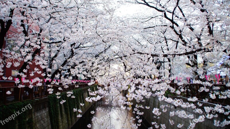 Cherry Blossoms Tokyo Cityscape Landscape Free Photos