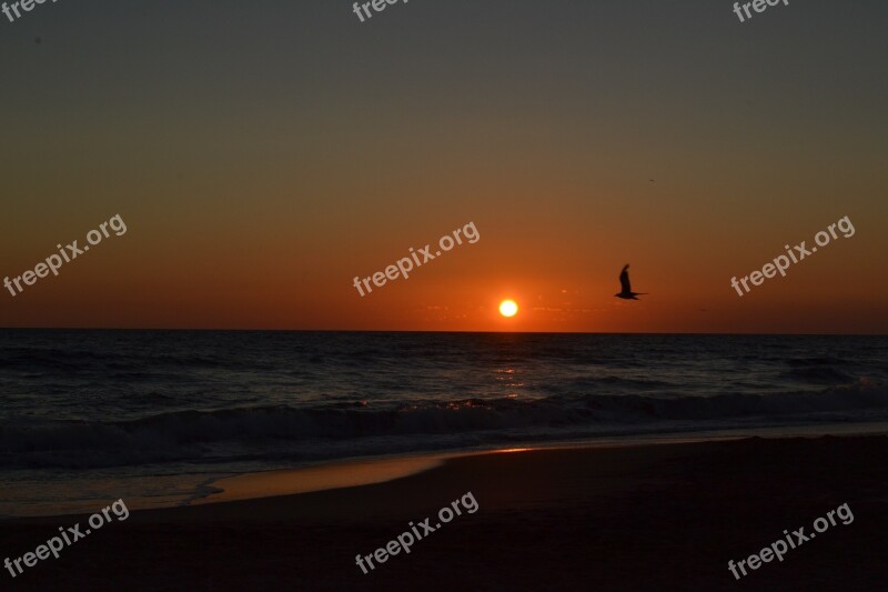 Sea Seagull Sunset Free Photos