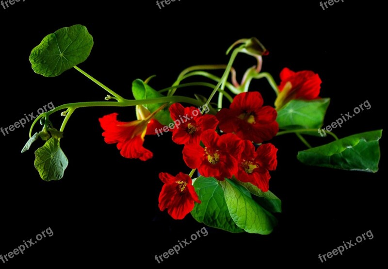 Flower Nasturtium Cress Blossom Bloom