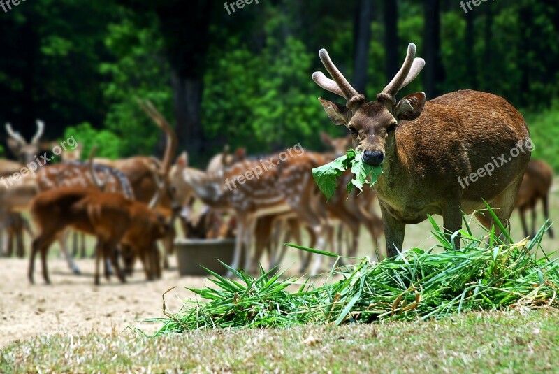 Menjangan Animals Landline Forest Deer