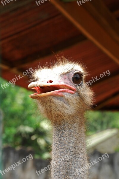 The Ostrich Animals Livestock Landline Free Photos