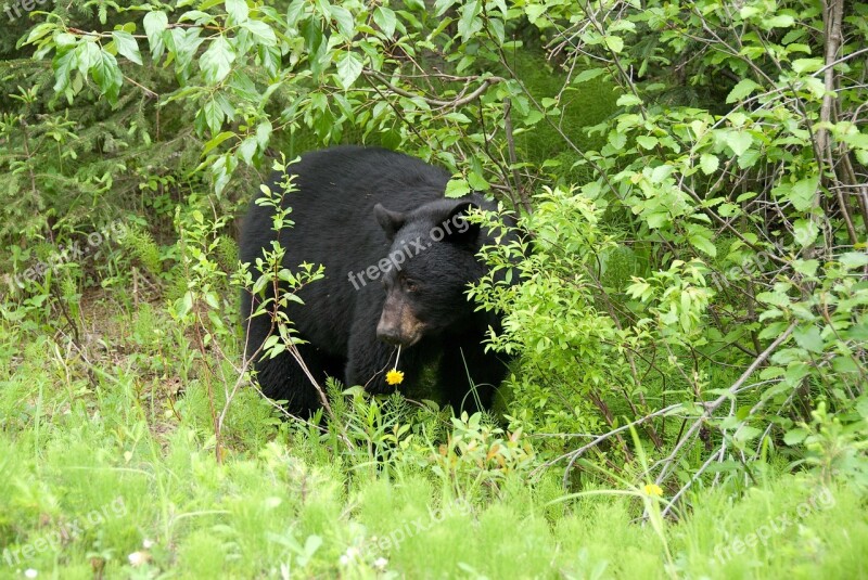 Brown Bear Canada National Park Free Photos