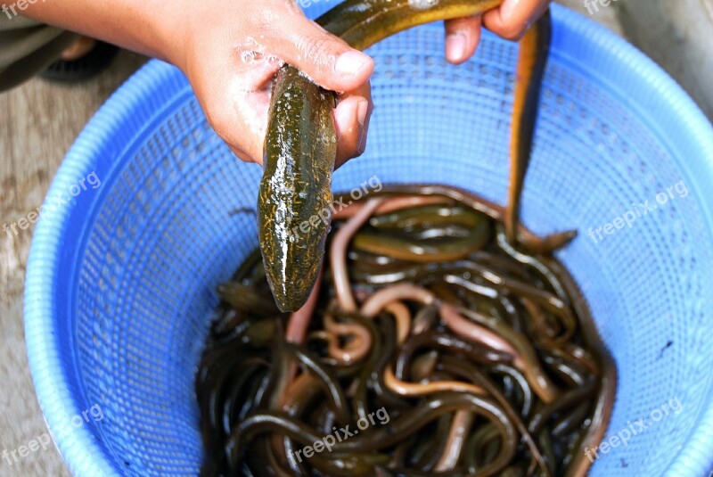 Eel Fish Fresh Water Animals Free Photos