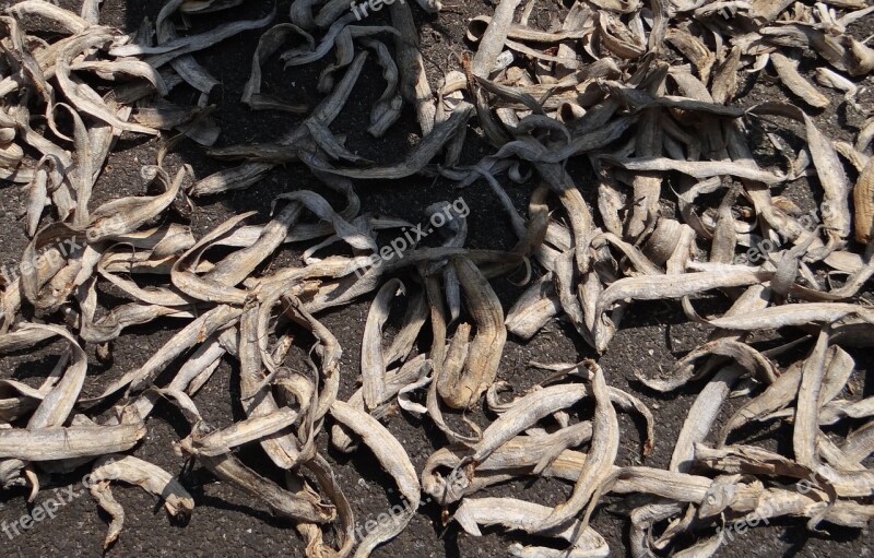 Fish Eel Drying Dried Sundried