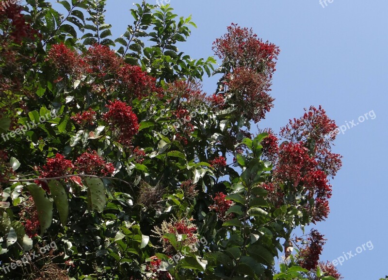 Tree Kindal Asvakarnah Terminalia Paniculata Combretaceae