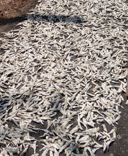 Fish Drying Indian Oil Sardine Sardinella Longiceps Ray-finned Fish