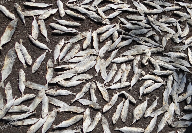 Fish Drying Indian Oil Sardine Sardinella Longiceps Ray-finned Fish