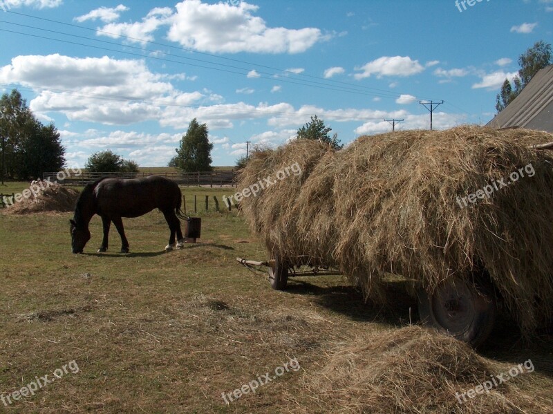 Hay Landscape The Horse Village Poland Village