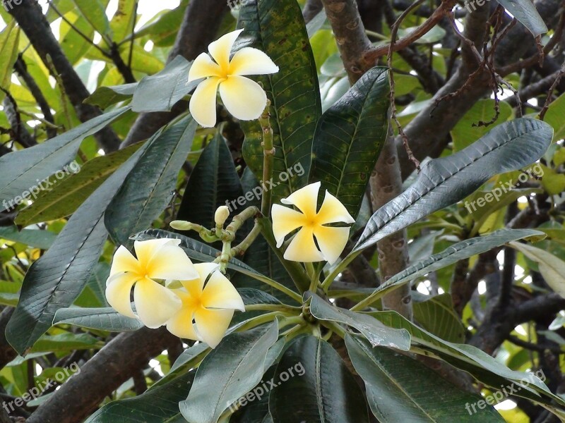 Plumeria Flower Tropical Nature White