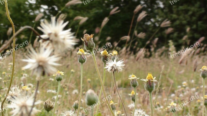 Grass Weeds Flower Green Nature