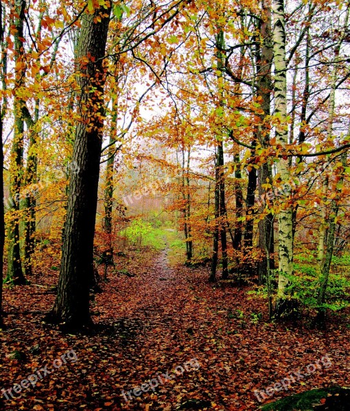 Autumn Autumn Trees Forest Leaf Yellow Leaves