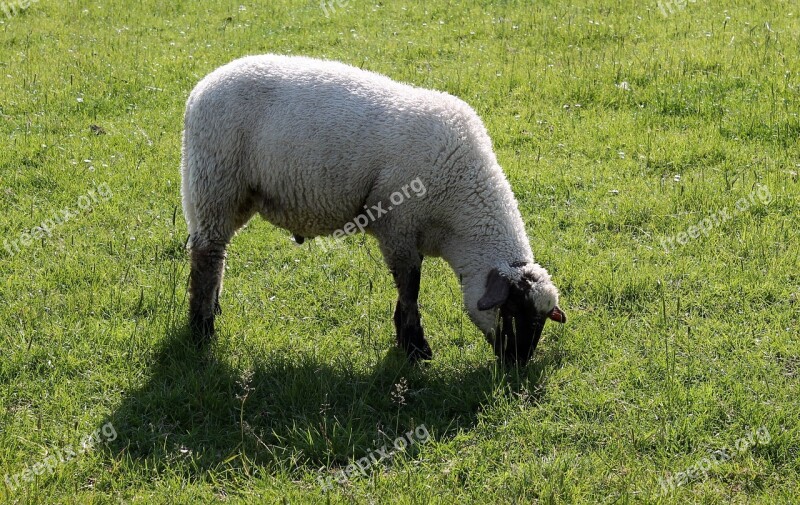 Sheep Deichschaf Schäfchen Wool Agriculture