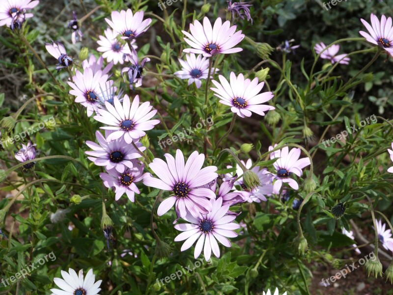 Daisy Flower Nature Spring Flowers