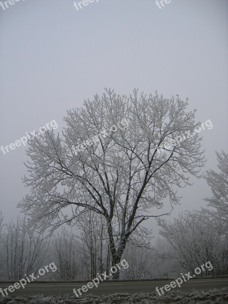 Winter Hoarfrost Cold Frost Tree