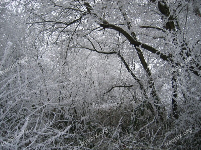 Winter Hoarfrost Cold Frost Tree