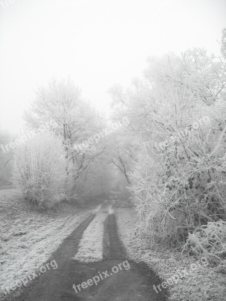 Winter Hoarfrost Cold Frost Tree