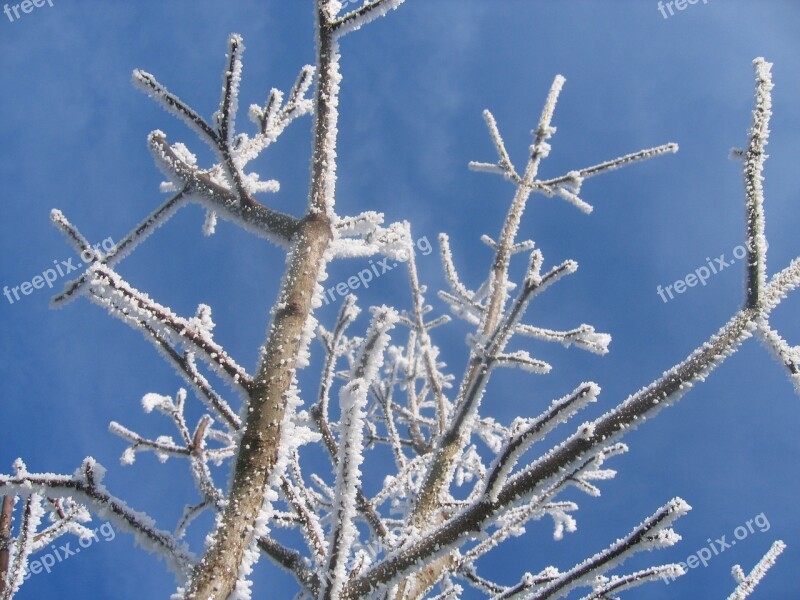 Winter Hoarfrost Cold Frost Tree