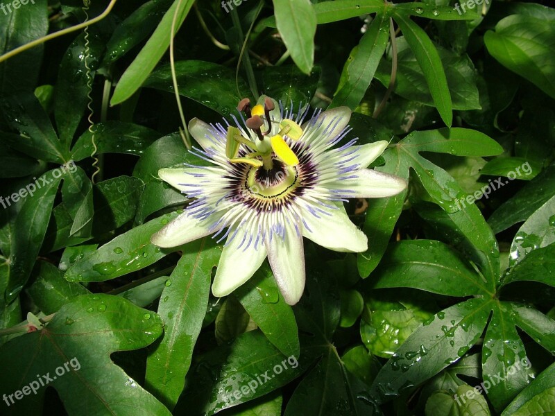 Passion Flower Flower Garden Nature Free Photos