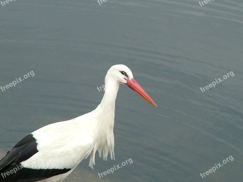 Stork Bird Water Animals Nature