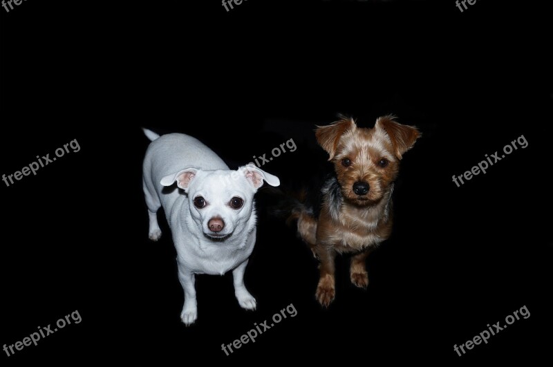 Dogs Yorkshire Terrier Chihuahua Free Photos