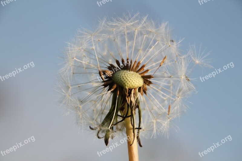 Dandelion Nature Close Up Pointed Flower Flying Seeds