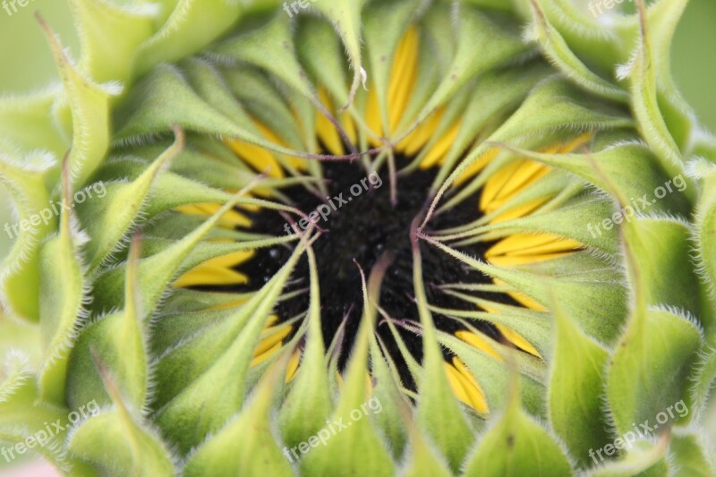 Sunflower Blossom Bloom Summer Yellow