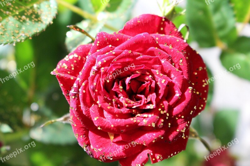 Rose Flower Blossom Bloom Red Rose