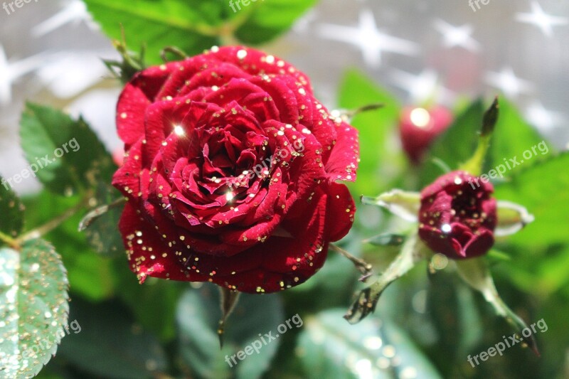 Leaves Green Roses Flower Blossom