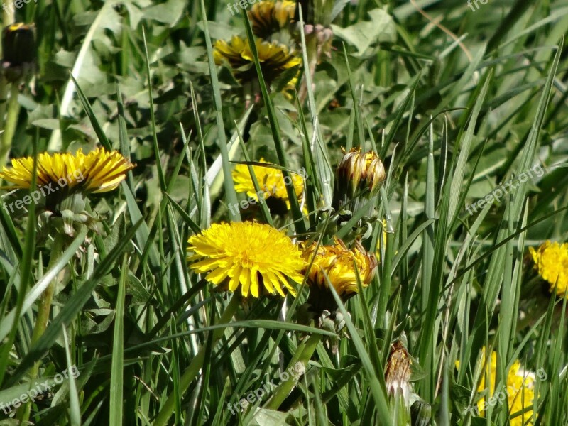 Flowers Landscape Yellow Field Flower