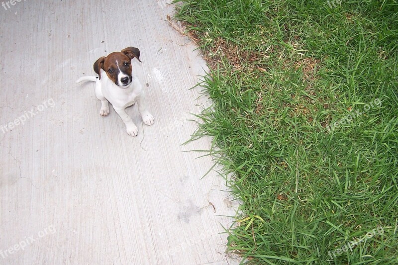 Dog Puppy Good Boy Canine