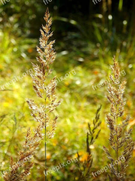 Meadow Grain Color September Grass