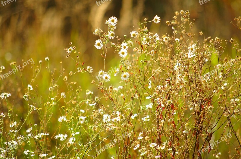 Meadow Daisies Sunny Free Photos