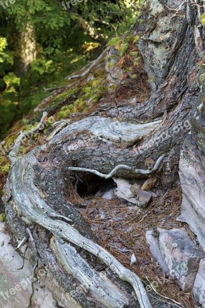 Roots Mountain Trees Nature Landscape