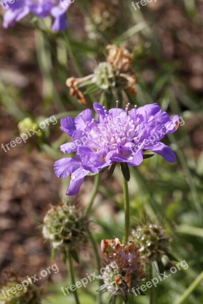 Flowers Wild Plant Nature Spring