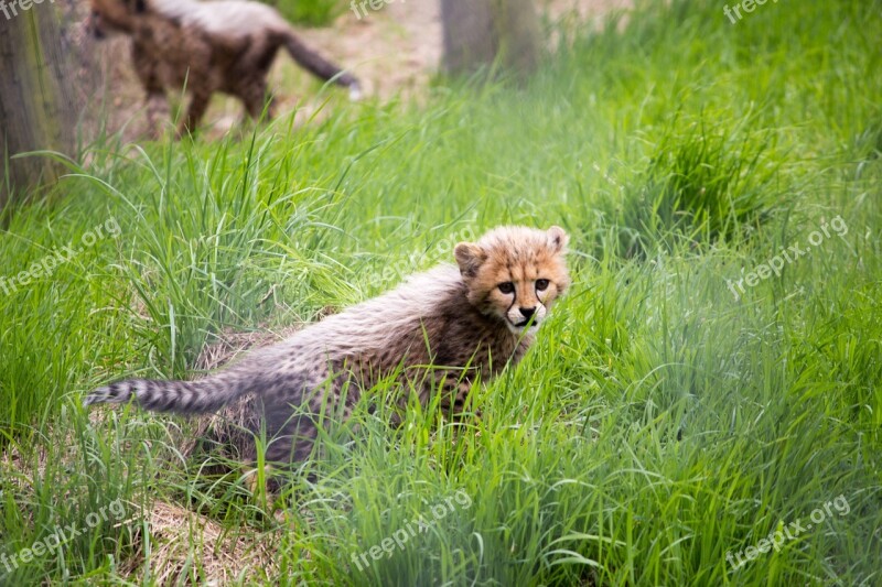 Cat Cheetah Cheetah Cub Wildlife Animal