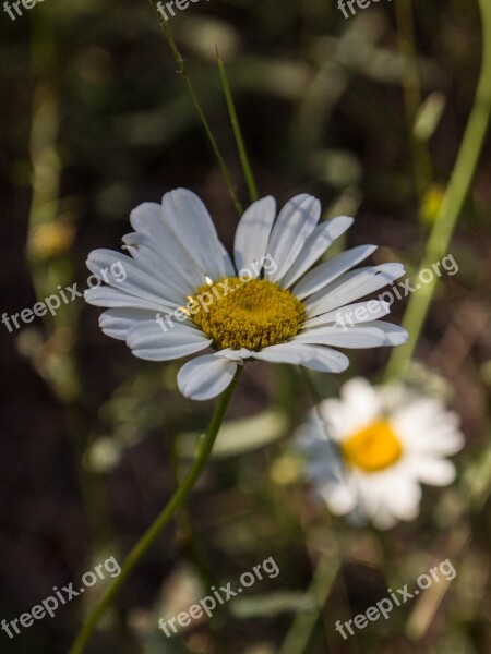 Daisy Flowers White Flora Nature