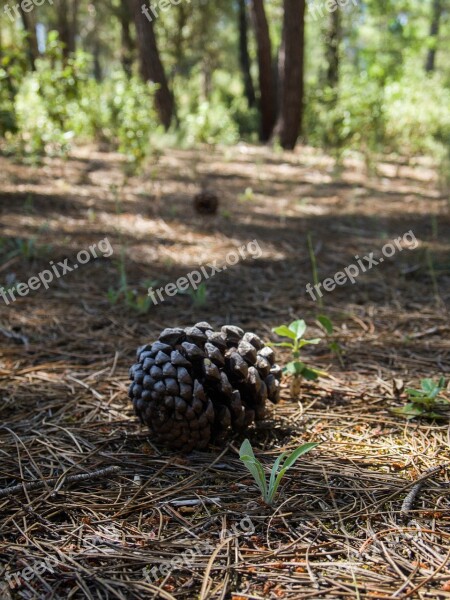 Pineapple Nature Forest Soil Free Photos